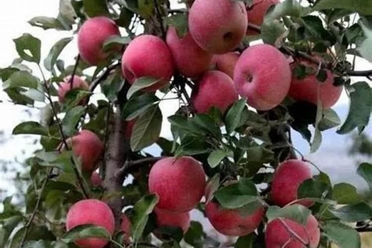 家里种植了蔬菜,如何快速解决瓜类作物不结瓜的问题？