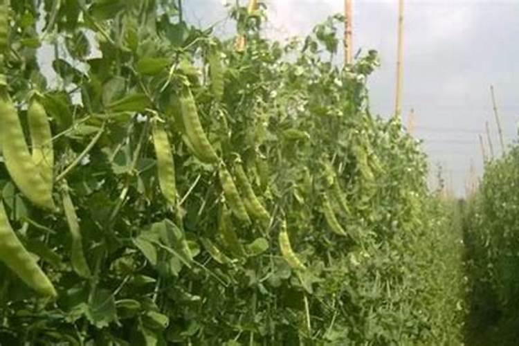 荷兰豆的养殖方法及注意事项