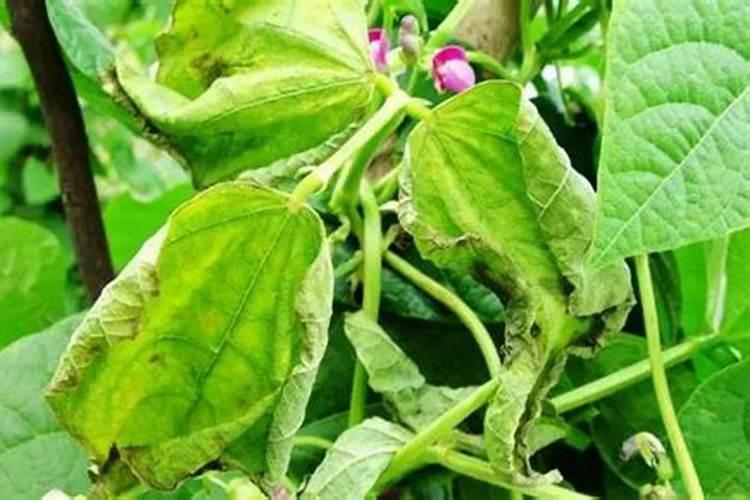 芸豆要想高产花期怎么管理养植芸豆哪些是要注意的