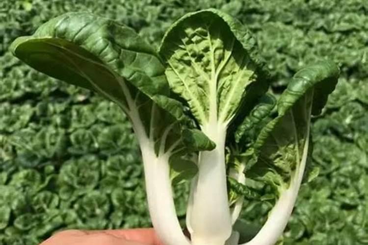 育的花菜白菜包菜苗出土后多少天可打点叶面肥？