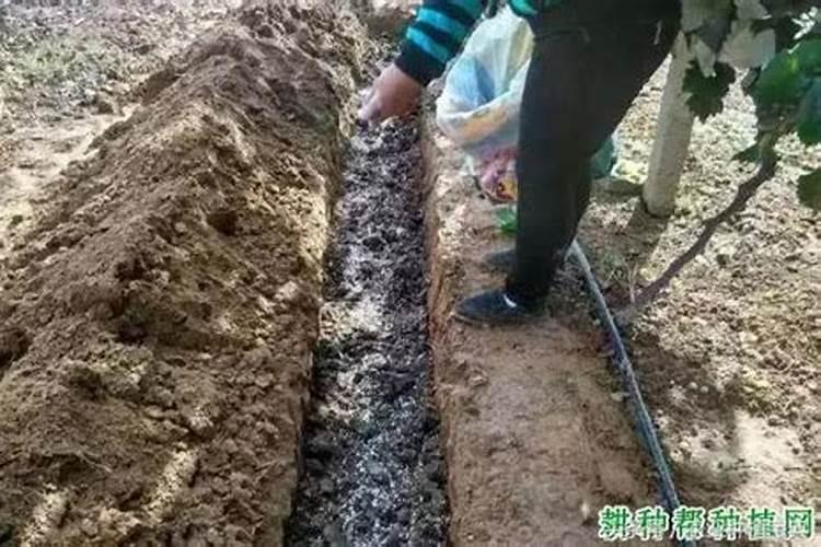 常用的氮肥品种有哪些？性质如何？施用特点是什么