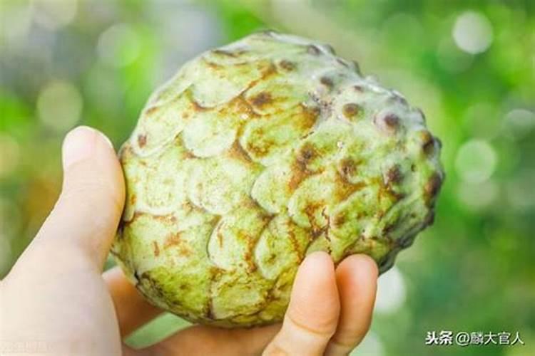 在家释迦怎么种植 在家种植释迦的方法