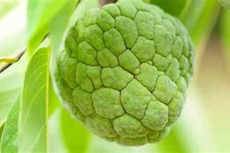 怎样种植释迦果树？