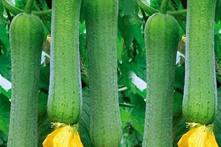 丝瓜疯长但不开花,是什么原因造成的？要怎么处理？