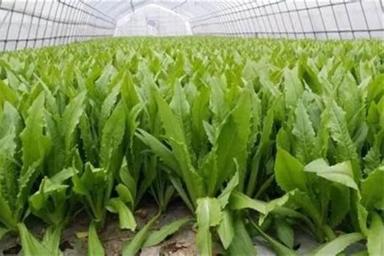 油麦菜叶肥用那种叶面肥