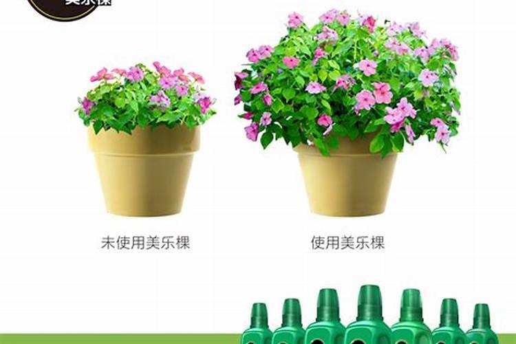 辣椒开花施什么肥适合 可以施加氮肥吗