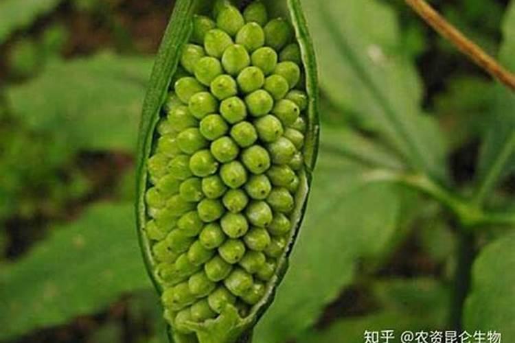 半夏施什么肥