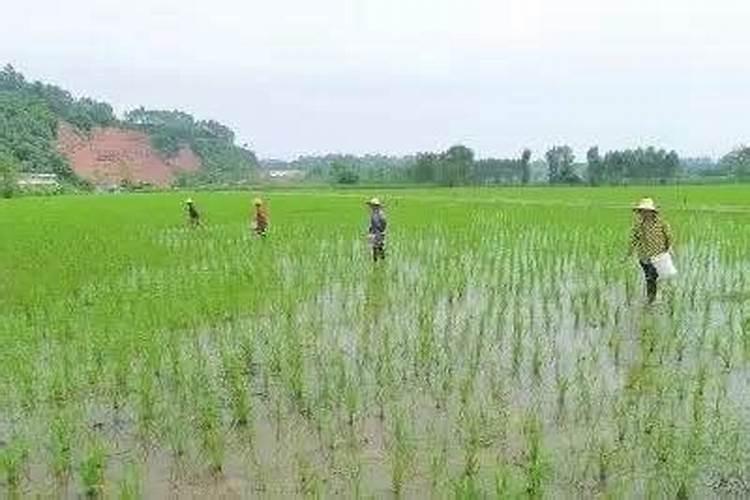 种植沙糖桔怎样使用生根剂