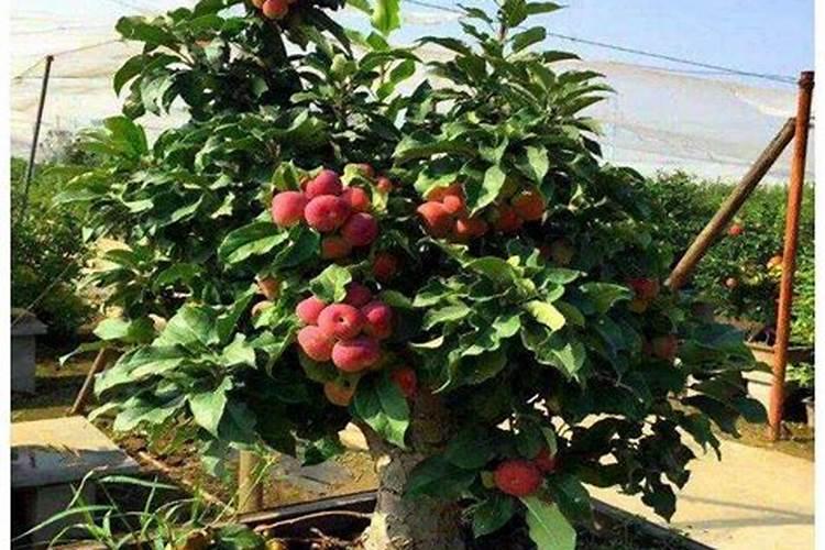 玉米啥时候打芸苔素？