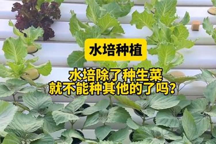 生菜肥料施用的技巧