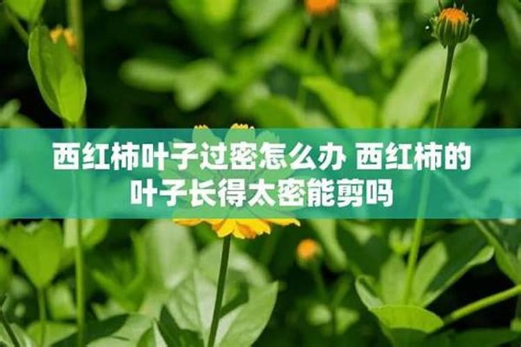 夏季番茄如何保花保果 番茄应该怎么种植