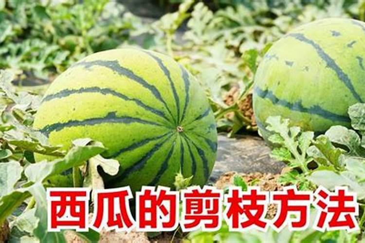 什么叶面肥施加在西瓜苗上好