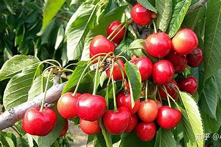 樱桃落花落果怎么办 樱桃养殖方法总结