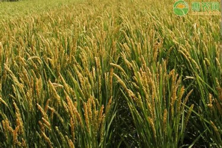 水稻生根叶面肥有哪些品种