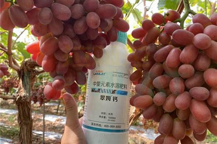 金太龙水溶肥一桶多少袋