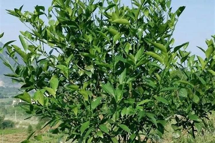 给石榴树在夏季施肥时要注意什么？