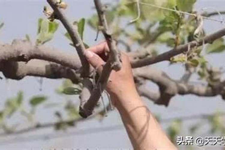 磷肥可以种果树吗？