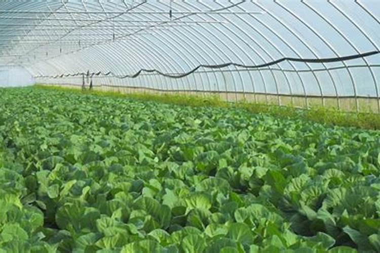 大棚小青菜开始施肥浇水多长时间好？