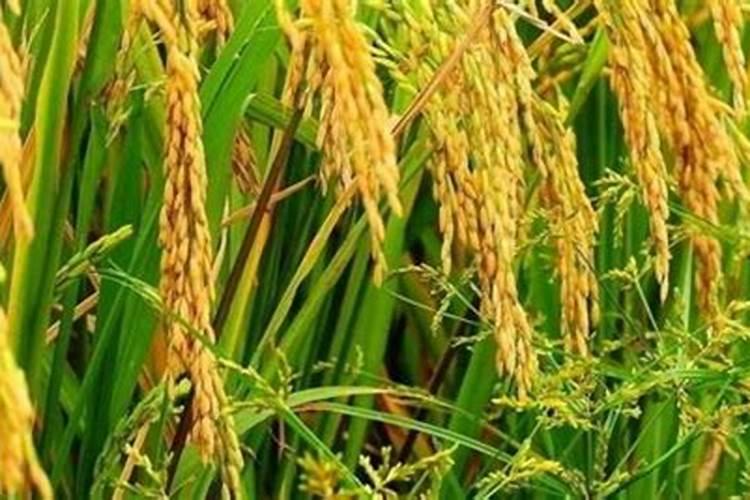 糯米,的种植需要什么条件？在邢台是否可以种植啊？？？