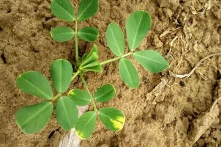 种花生底肥用什么肥 花生需要什么肥料才能高产