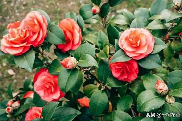 秋季已现花苞的茶花如何施肥和促花