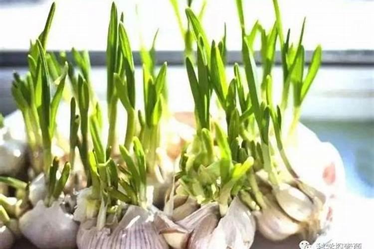 大蒜最忌什么肥料