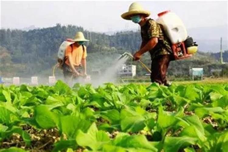 沙糖桔管理方法