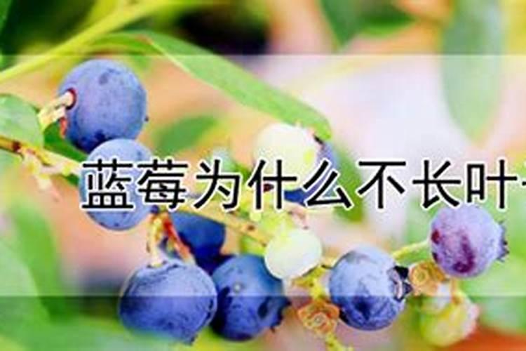 蓝梅叶面肥喷多J有害吗？
