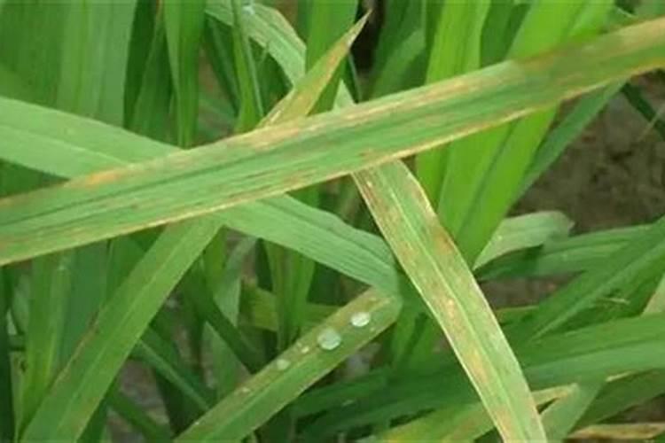 颗粒水溶肥“魔粒元素”,一亩地冲施多少？多了会烧苗吗？