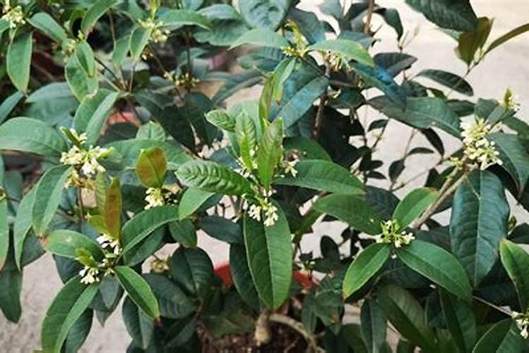 桂花叶发黄是什么情况叶片发青无