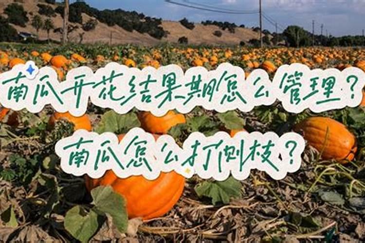 种南瓜用什么肥料又大又甜