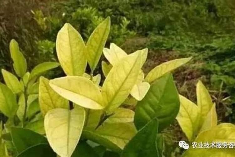 树木需要哪些肥料