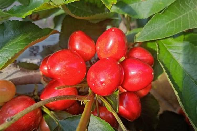 南方樱桃花期能不能喷磷酸二氢钾、糖醇钙和流体硼？