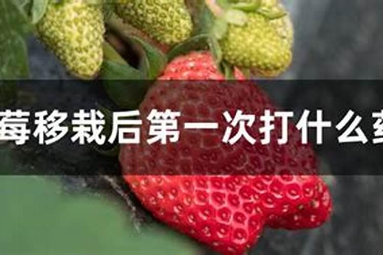 草莓枯黄萎病如何防治防治？