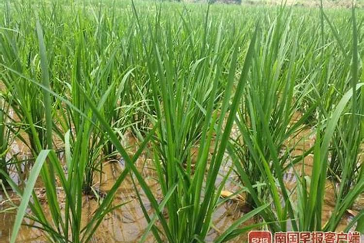 禾苗是春天还是夏天