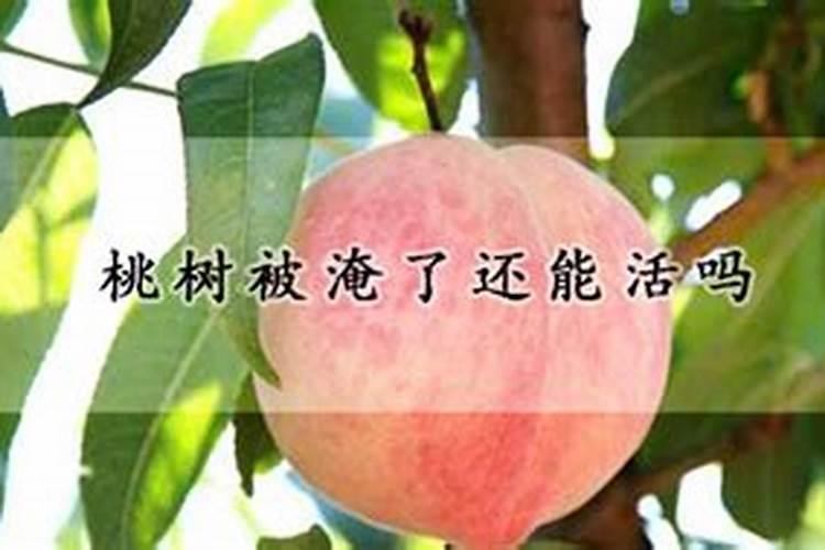 玉米苗被水淹黄了打什么药