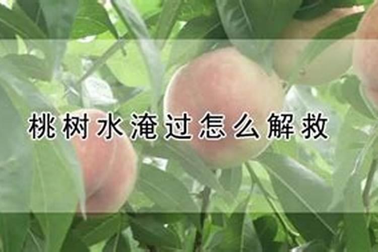 被水淹过后的玉米叶子发黄,不长,有什么补救方法让它快速恢复吗百度知 ...