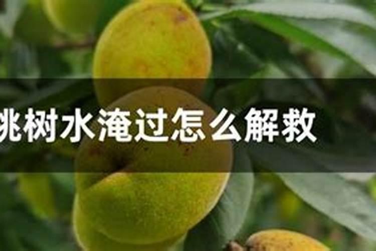 玉米田排涝以后还需要追肥吗？