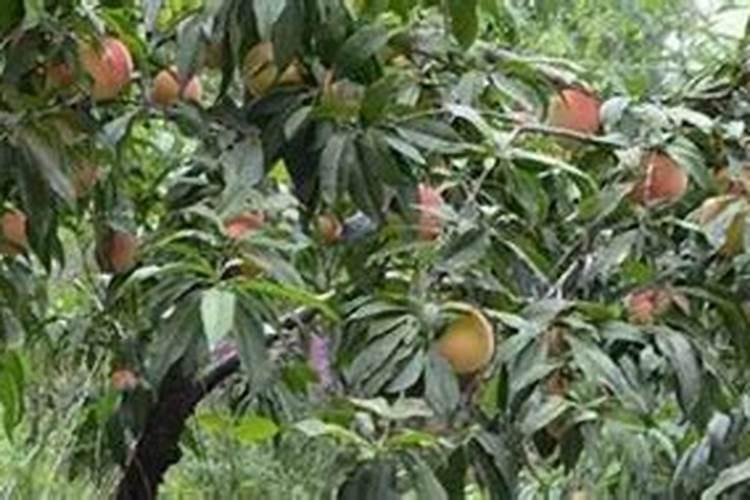 想问一下自己家种的桃树受涝灾后该怎么补救呢？