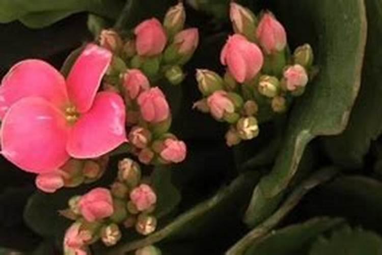 长寿花花谢了施什么肥更好