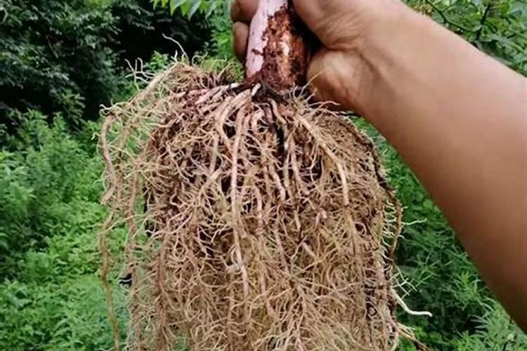昆明花魔芋种植深度是多少
