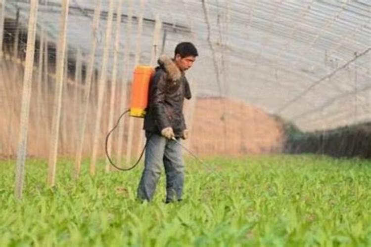 大棚阴天下雨可以打叶面肥吗？