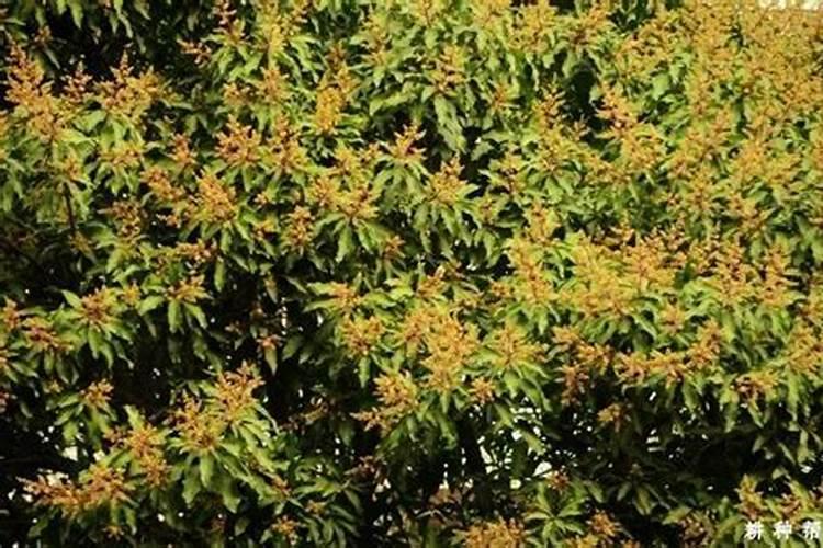 芒果催花方法 应使用什么药