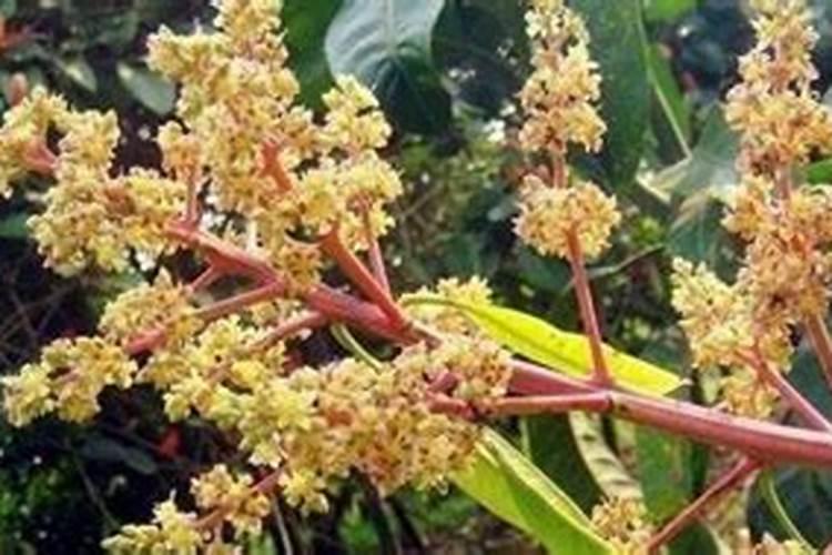 芒果用什么肥料最好