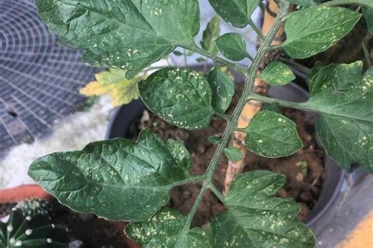 番茄叶子发黄,该怎么治疗？