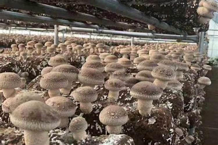 有没有一种叶面肥,在不影响平菇出菇的情况下,让叶片变黑变厚？
