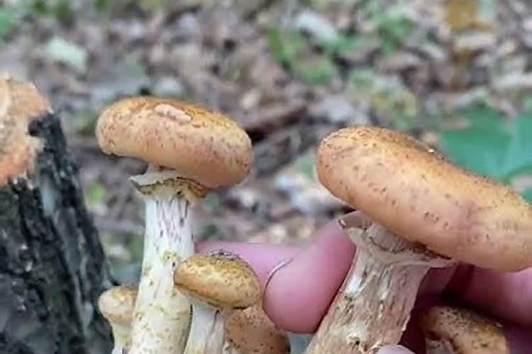 香菇怎样使用叶面肥？
