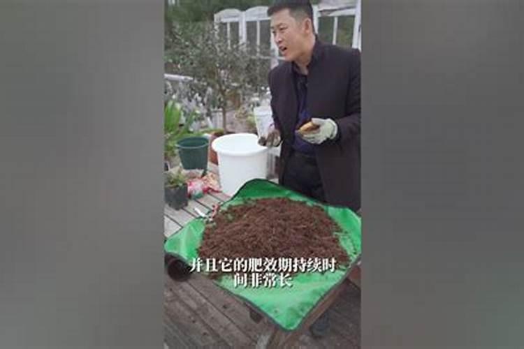 什么叫天狼月季啊