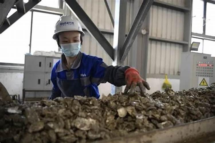 海蛎子壳属于什么垃圾