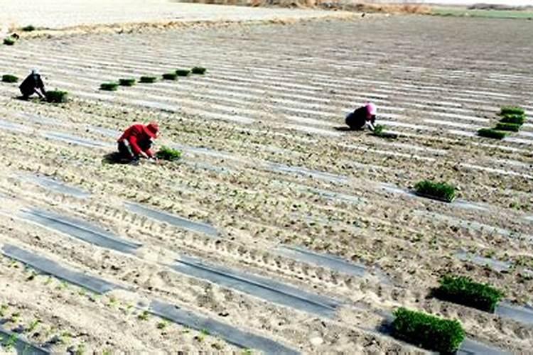 辣椒施肥用什么化肥好什么时候施肥效果好